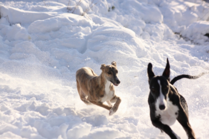 ¿Galgos o podencos? A vueltas con el riesgo legal y el compliance